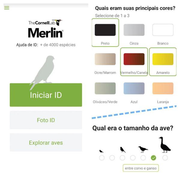 Merlin Bird ID