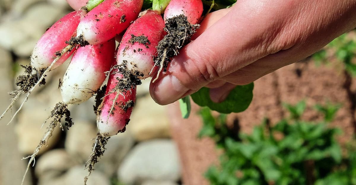 Como plantar uma horta