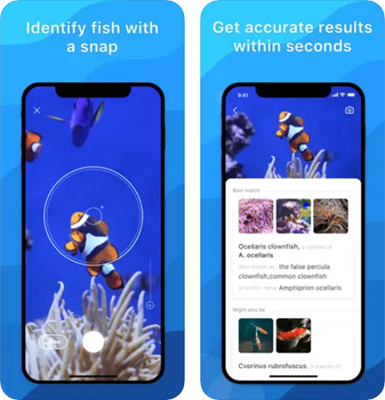 Picture Fish aplicativos identificar peixes